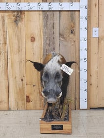 African Bush Pig Full Body Taxidermy Mount