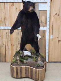 Alaskan Glacier Bear Full Body Taxidermy Mount