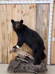 Black Bear Full Body Taxidermy Mount