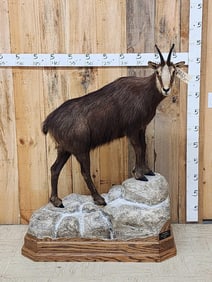 Chamois Full Body Taxidermy Mount