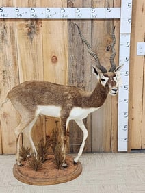 Indian Black Buck Full Body Taxidermy Mount