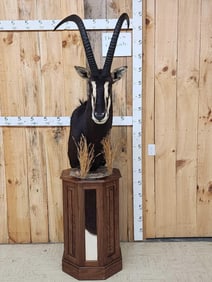 African Sable Antelope Pedestal Taxidermy Mount