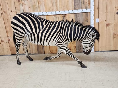 Spectacular Zebra Full Body Taxidermy Mount