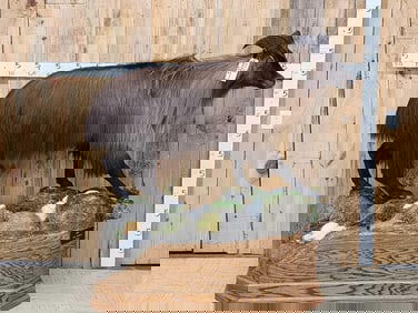 New Zealand Tahr Full Body Taxidermy Mount