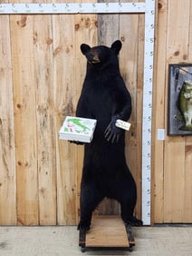 Pizza Delivery Bear ! Black Bear Full Body Taxidermy Mount