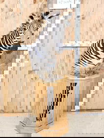 Beautiful Zebra Pedestal Taxidermy Mount