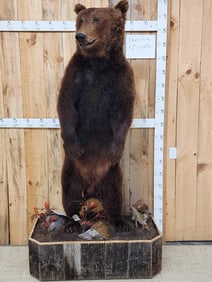 Alaskan Kodiak Brown Bear Full Body Taxidermy Mount
