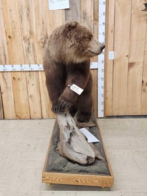 Alaskan Grizzly Bear Full Body Taxidermy Mount