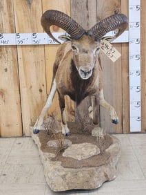 Red Sheep Full Body Taxidermy Mount