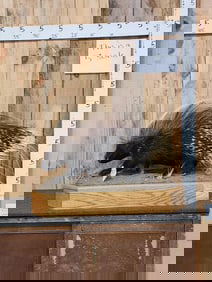 African Porcupine Full Body Taxidermy Mount