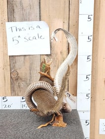 Mongoose Battling A King Cobra Snake Taxidermy Mount