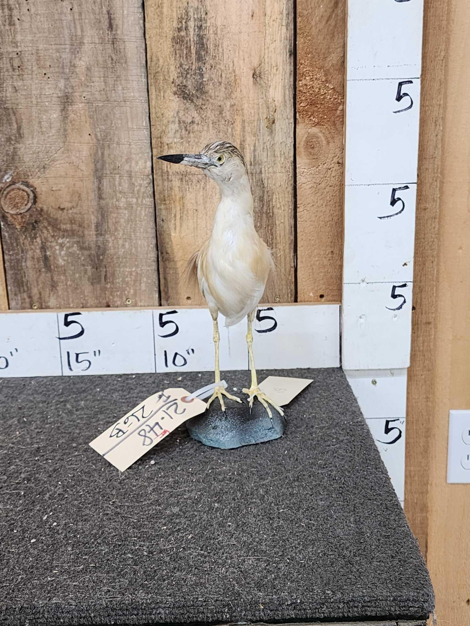 Squacco Heron Full Body Bird Taxidermy: 21.48 Nicely done mount Southern Europe Greater Middle East