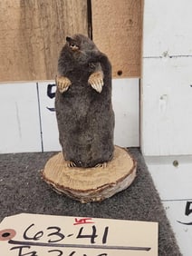 Comon Mole Full Body Taxidermy Mount