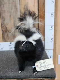 Skunk Full Body Taxidermy Mount