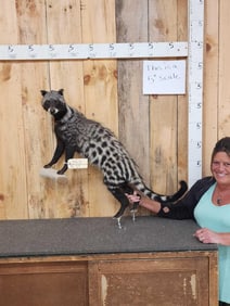 African Civet Cat Full Body Taxidermy Mount