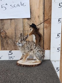 Rodeo Squirrel Riding A Rabbit Full Body Taxidermy Mount