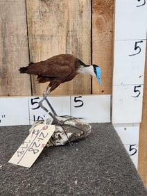 African Jacana Full Body Bird Taxidermy