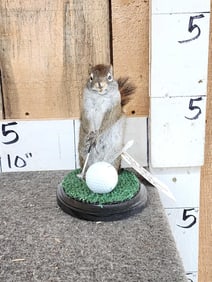 Golfing Squirrel Taxidermy