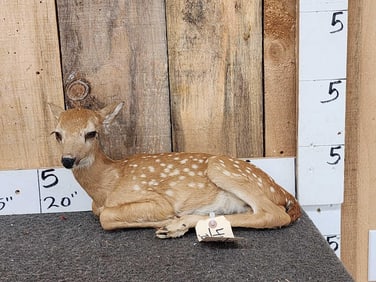 Whitetail Fawn Full Body Taxidermy Mount