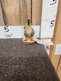 Rauen Duckling Full Body Bird Taxidermy