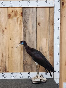 Abdims Stork Full Body Bird Taxidermy