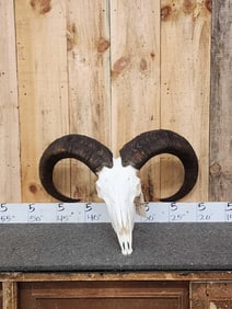 Big Aoudad Or Barbary Sheep Skull Taxidermy