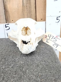 Deformed Black Bear Skull Taxidermy