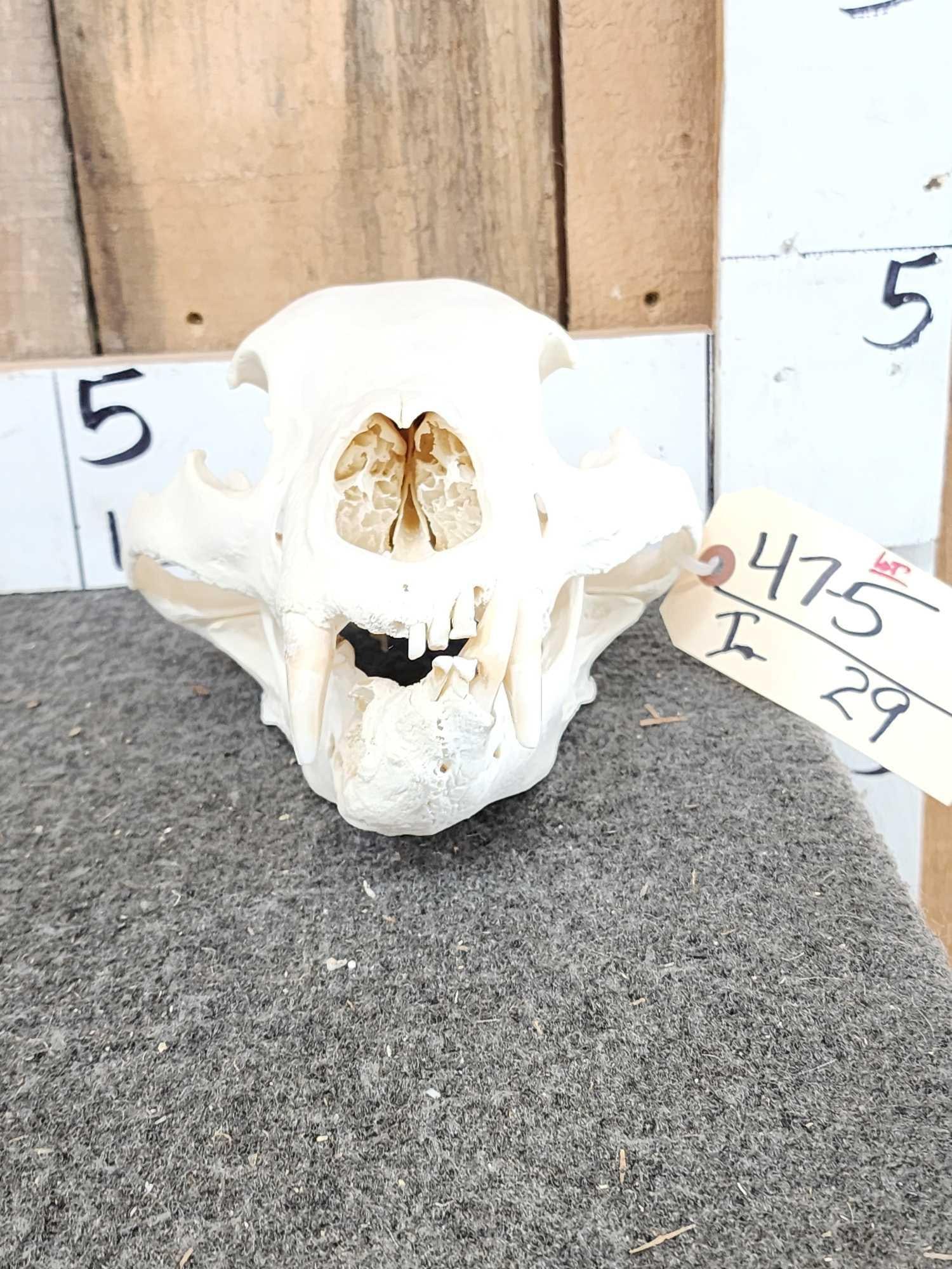 Deformed Black Bear Skull Taxidermy (1 of 5)