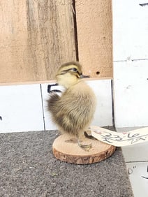 Rouen Duckling Full Body Bird Taxidermy