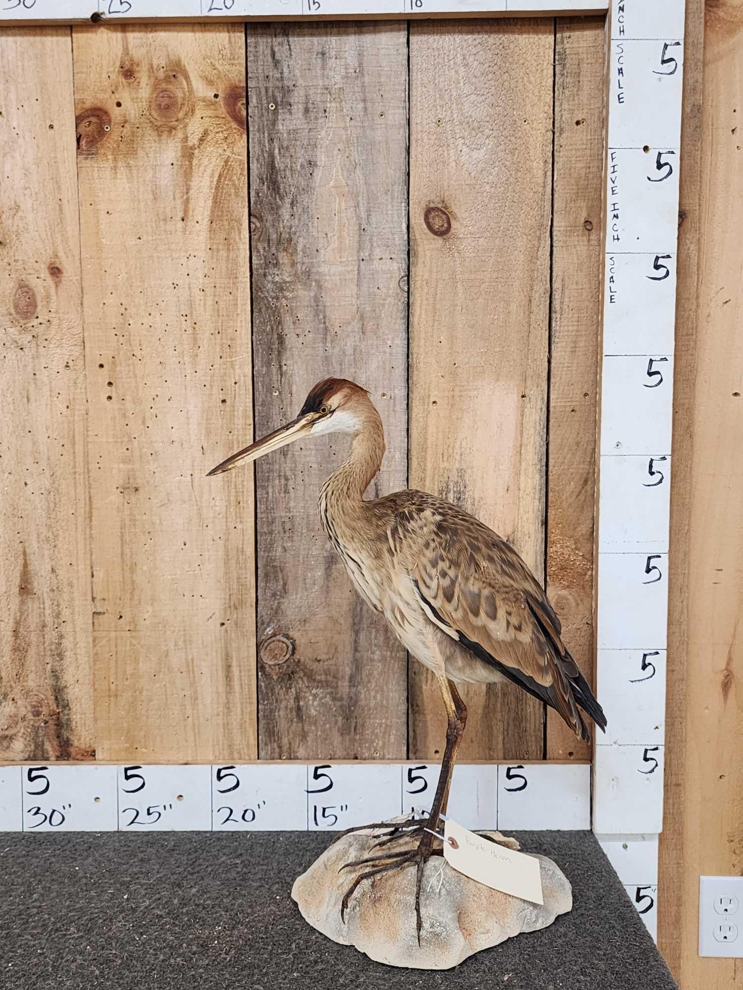 Purple Heron Full Body Bird Taxidermy (1 of 6)