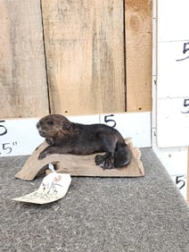Baby Beaver Full Body Taxidermy Mount