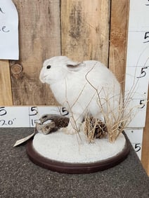 Snowshoe Hare Rabbit Full Body Taxidermy Mount
