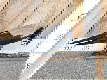 African Hooded Crow Full Body Bird Taxidermy