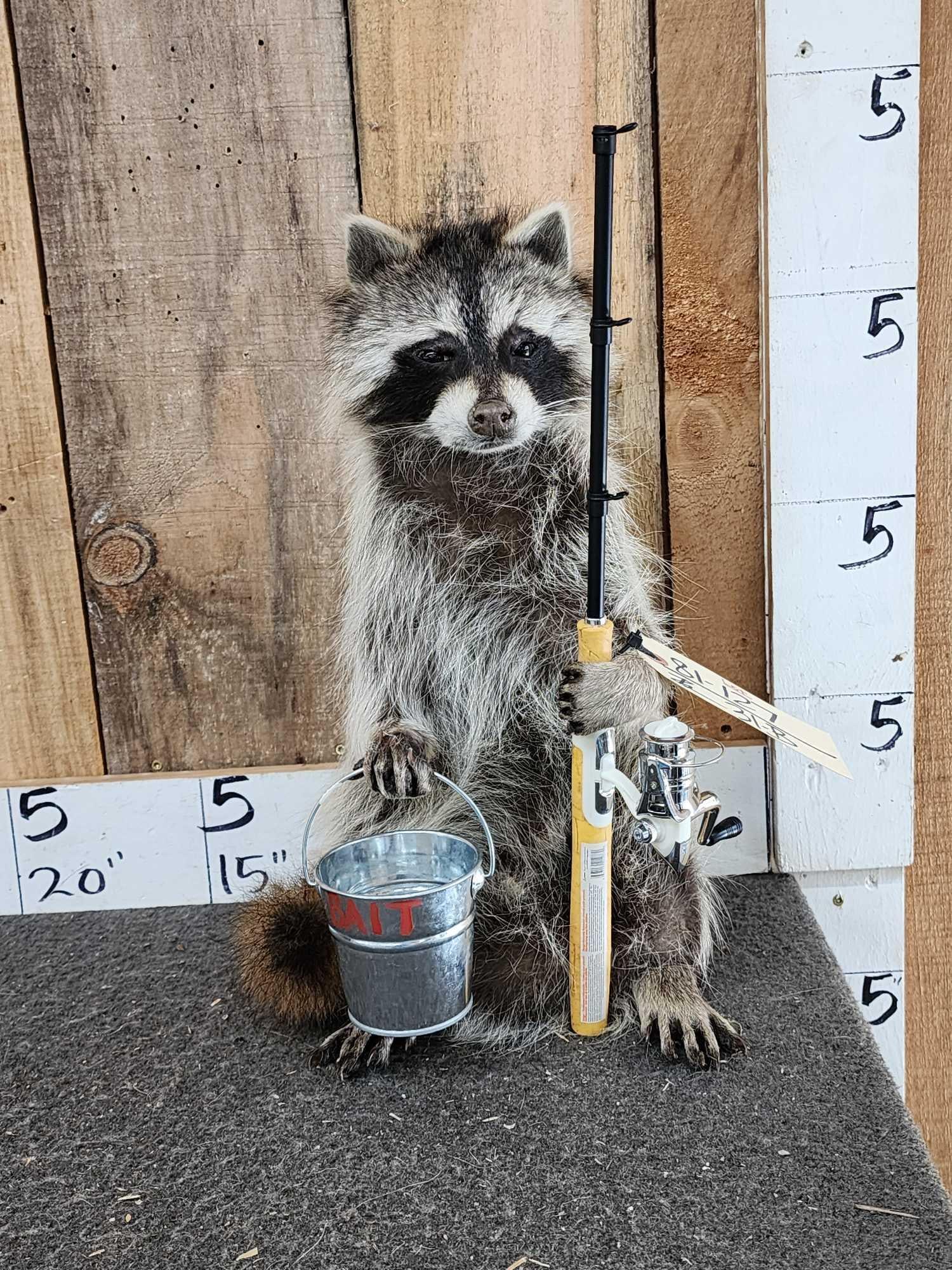 Raccoon Going Fishing Full Body Taxidermy Mount: 81.127 Brand new mount cute factor is HIGH