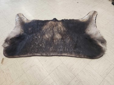 Moose Rug Taxidermy