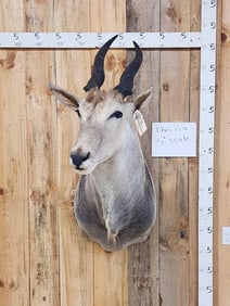 African Eland Shoulder Mount Taxidermy