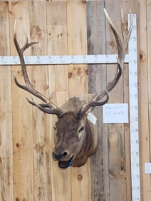 6x6 Elk Shoulder Mount Taxidermy