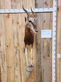African Copper Blesbok Half Body Taxidermy Mount
