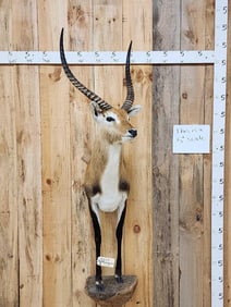 African Lechwe Half Body Taxidermy Mount