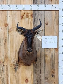 African Tsessebe Shoulder Mount Taxidermy