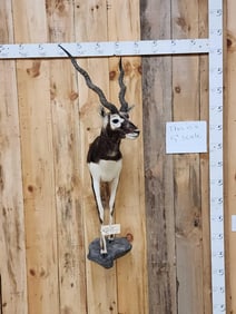 Indian Black Buck Half Body Taxidermy Mount