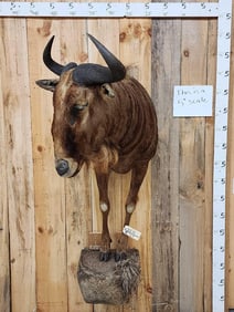 Super Rare African Golden Wildebeest Half Body Taxidermy Mount