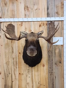 47" Wide Moose Shoulder Mount Taxidermy
