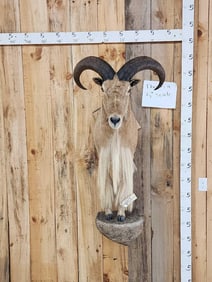 Aoudad Or Barbary Sheep Half Body Taxidermy Mount