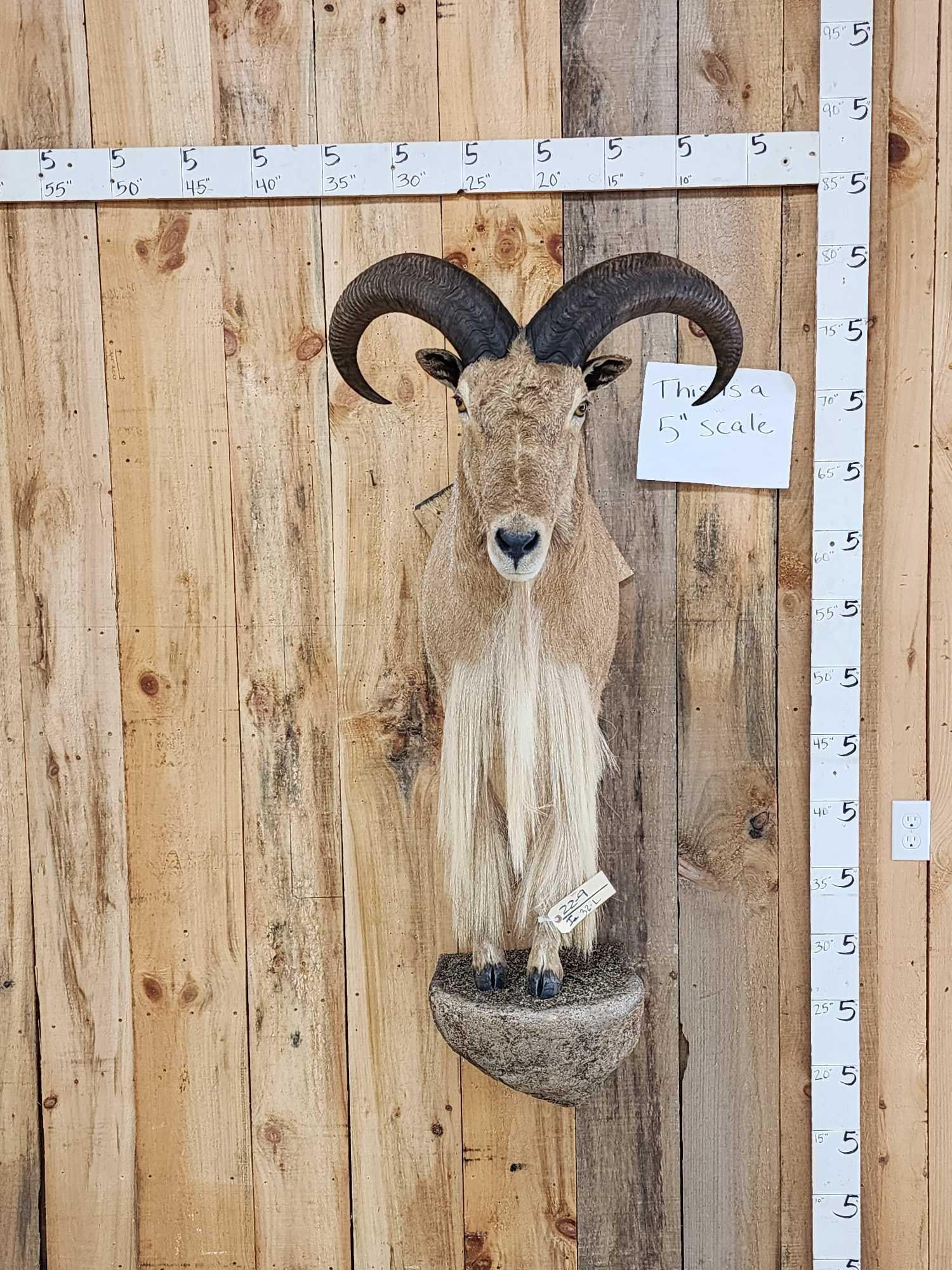 Aoudad Or Barbary Sheep Half Body Taxidermy Mount (1 of 3)