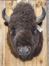 BIG American Bison Buffalo Shoulder Mount Taxidermy