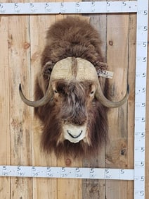 Musk Ox Shoulder Mount Taxidermy