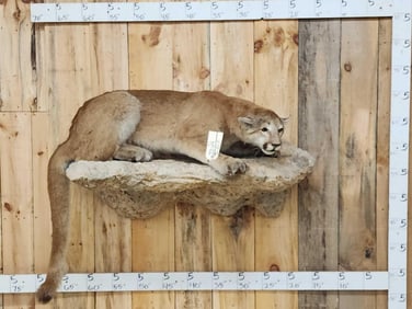 Mountain Lion Cougar Full Body Taxidermy Mount