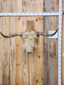Highlander Longhorn Cross Steer Shoulder Mount Taxidermy