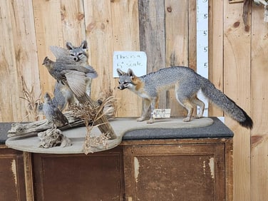 2 Grey Fox Hunting Quails Full Body Taxidermy Mount